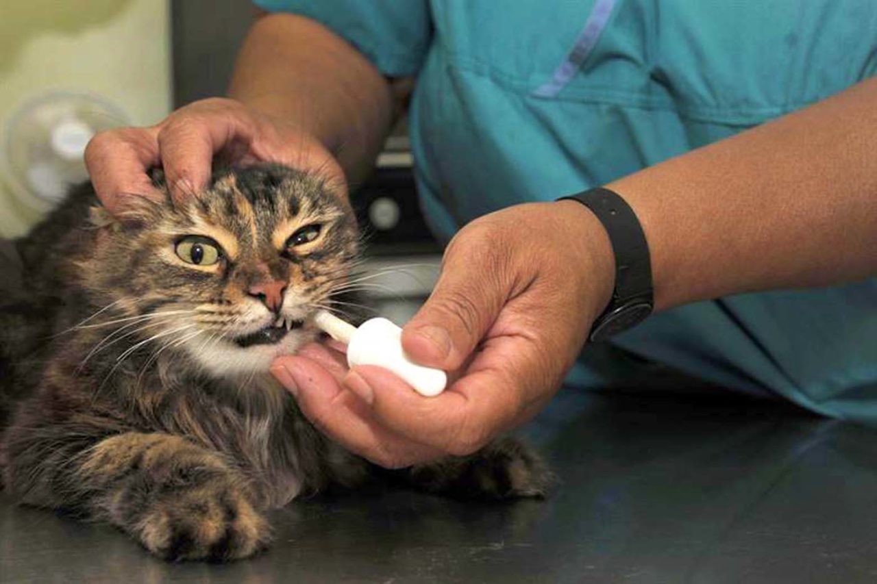 澳洲怎么养猫新手教程,德国养猫必备清单