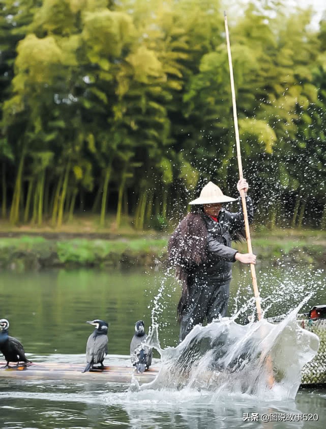 鱼鹰入水抓鱼,鱼鹰抓鱼有多厉害