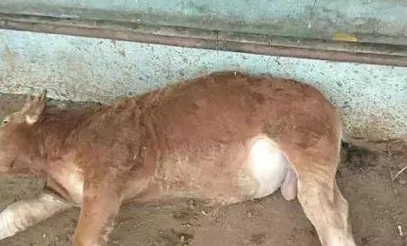 牛羊胀肚?介绍两种引起牛羊胀肚的病:前胃迟缓和瘤胃积食