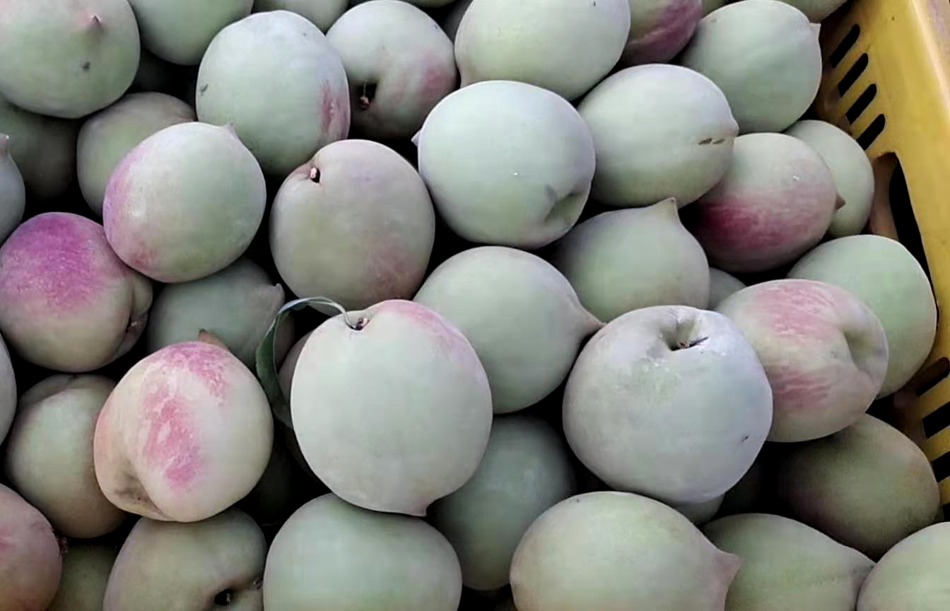 80后放弃广州高薪回家创业,放弃深圳高薪回家农村创业