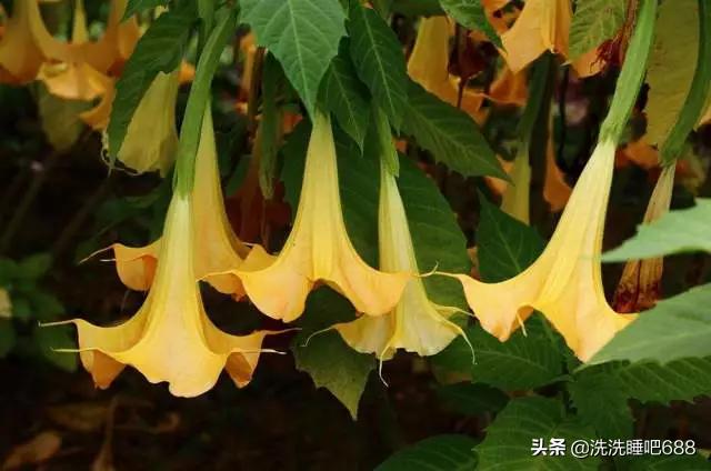 印度天然油是怎么制造的,印度神谁创造的