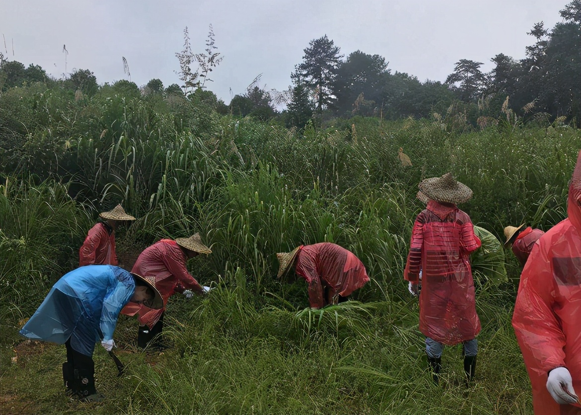 乡情散文记忆深处的夏天,乡情散文我挂念的老屋