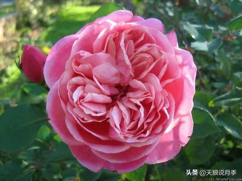 怦然心动的万人迷月季,原来从它而来(终篇)