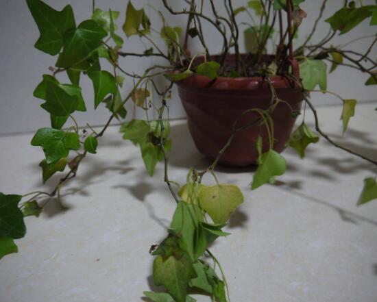 常春藤烂根移盆,常春藤枯萎的补救办法