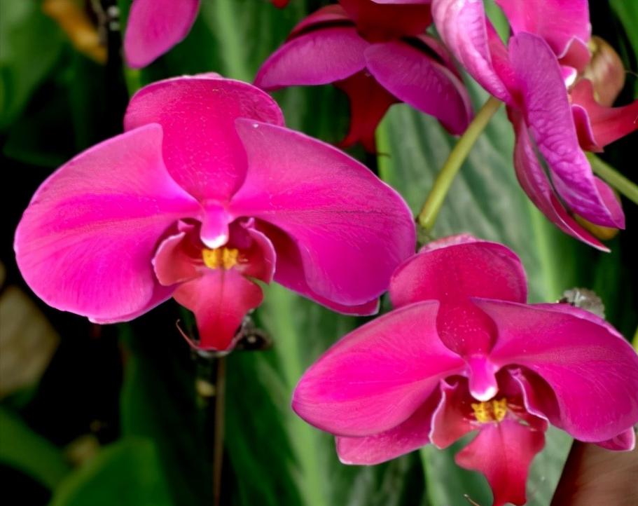 看芦头辨兰花种类,野生兰花种类图片