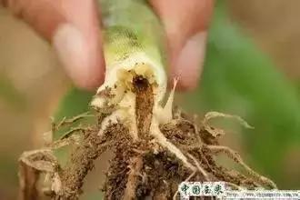 玉米苗期病虫害的防治,玉米苗期病虫害图片
