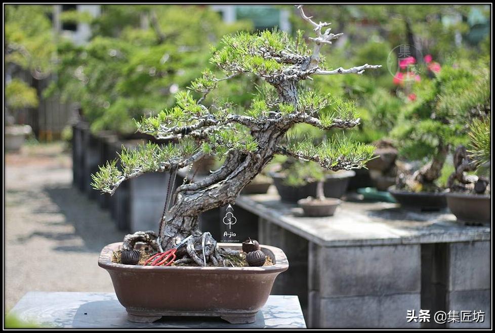 盘点五大树桩盆景流派和常用树种,盆景初学者种什么好