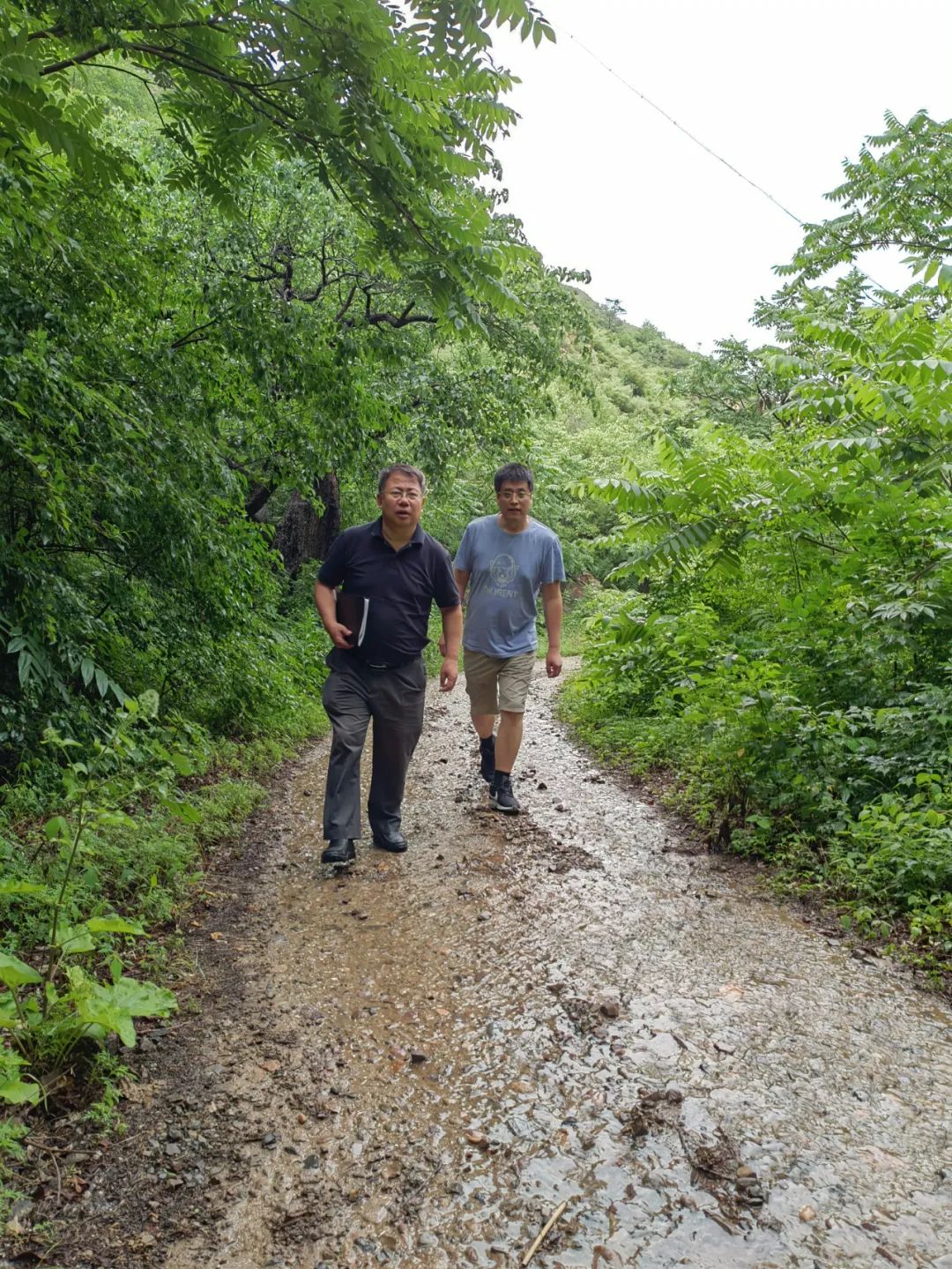 大山里的映山红图片,大山里的映山红歌曲