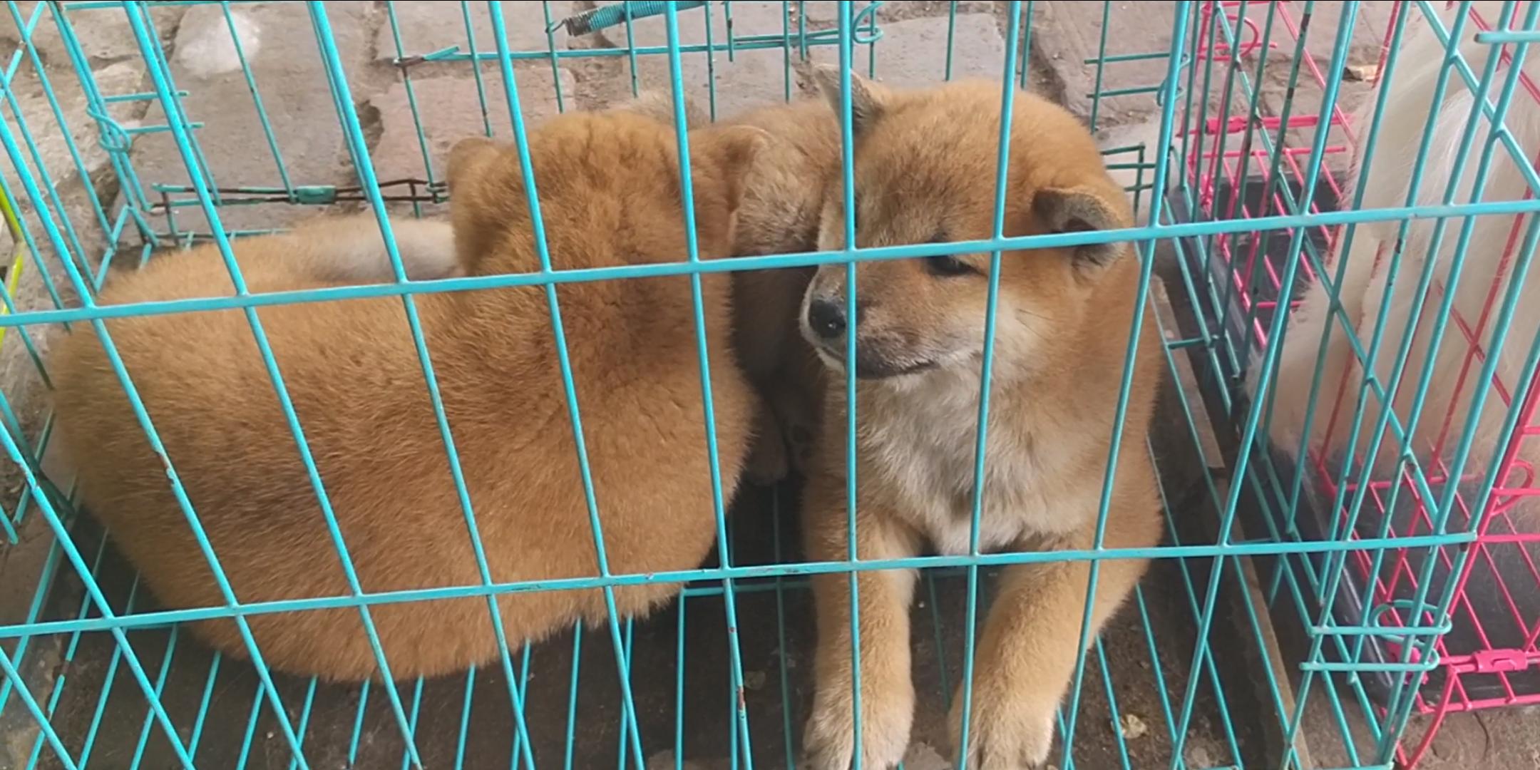 商丘宠物交易市场宠物兔,逛东北宠物交易市场