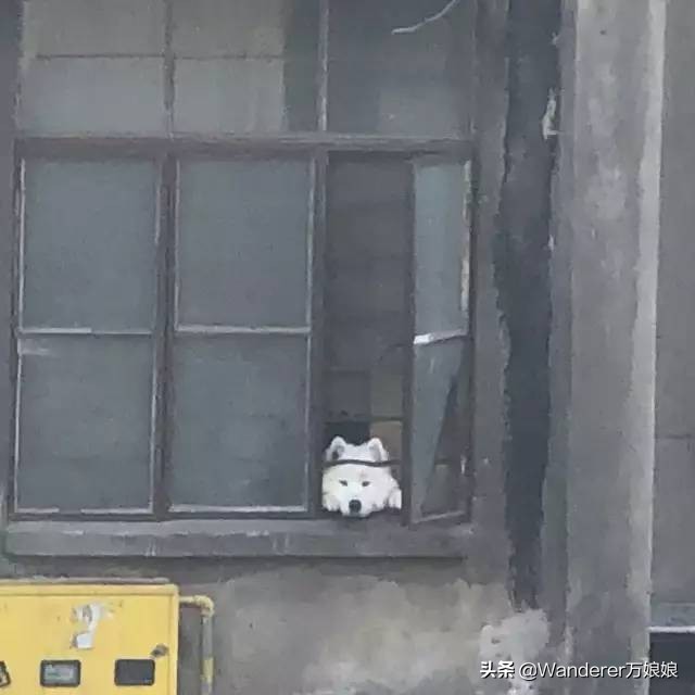 多亏这些宝藏网友，让我笑到免疫力增强