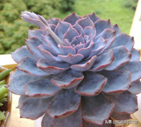 蓝姬莲和蓝石莲多肉哪个好养,蓝石莲多肉移盆