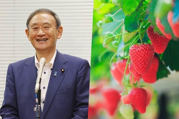 日本田园生活怎么挣钱,日本田园牧歌