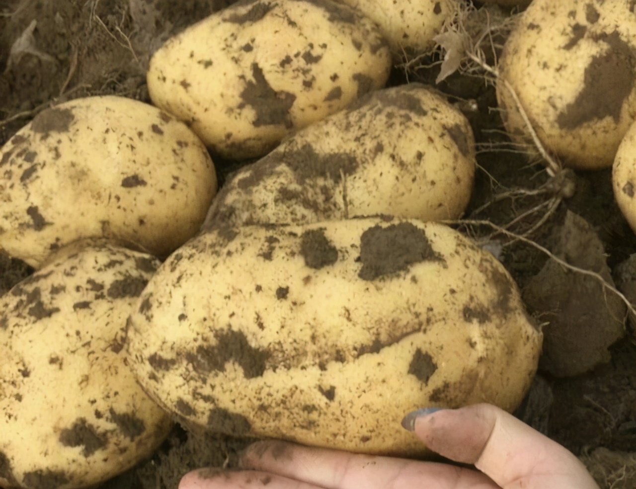 种植马铃薯教程全过程视频,请教你种植土豆的方法