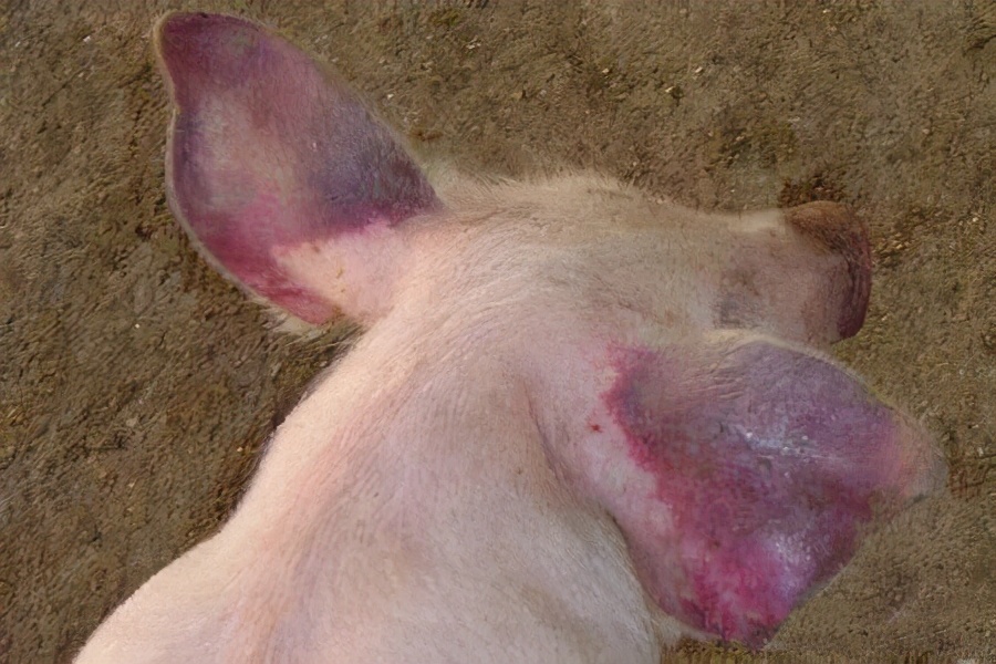 猪耳朵红色就是蓝耳病吗,猪耳朵发紫是什么病怎么治疗