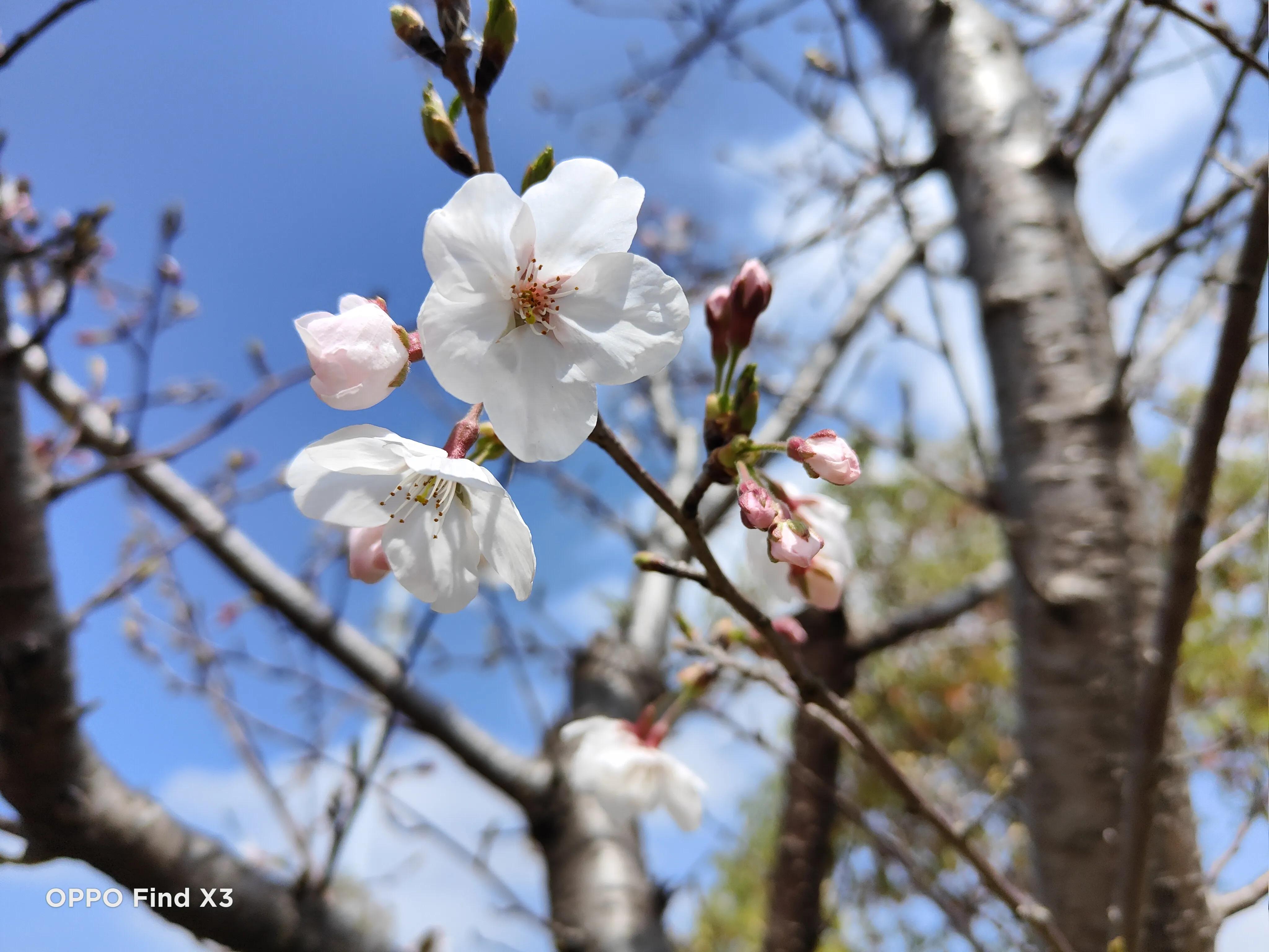 oppofindx3与三星s21,oppofindx3和三星s21哪个拍照好