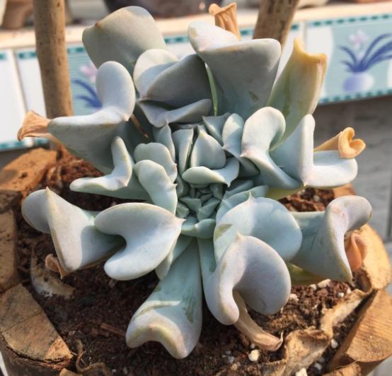 多肉植物特玉莲怎么养,多肉玉缀徒长了怎么办