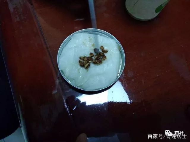 盆栽手捻小葫芦的种植方法,阳台盆栽小葫芦种植方法