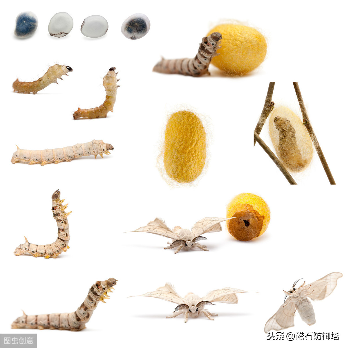 神奇的蚕宝宝的起源,神奇动物之布利多之谜