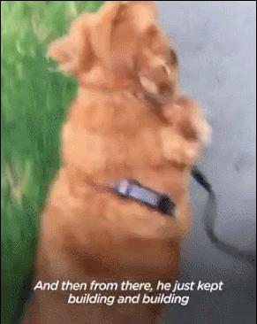 136斤金毛背宽能打麻将吗,136斤金毛背宽