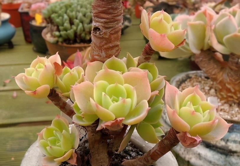 冬天太冷如何养多肉花卉,冬天天冷绿植不能浇水怎么办