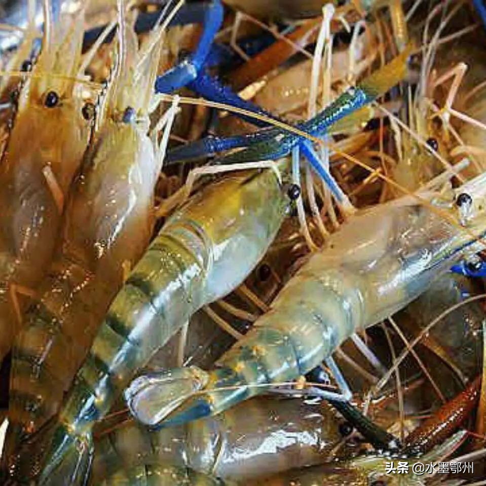 基围虾草虾算河虾吗,草虾基围虾对虾哪个贵