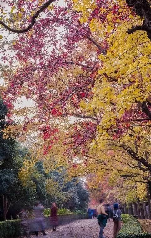 一到秋天南京就成了金陵,一入秋南京就成了金陵