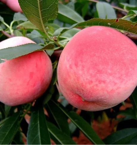 农村种植创业的项目小本生意,农村果树种植可行性