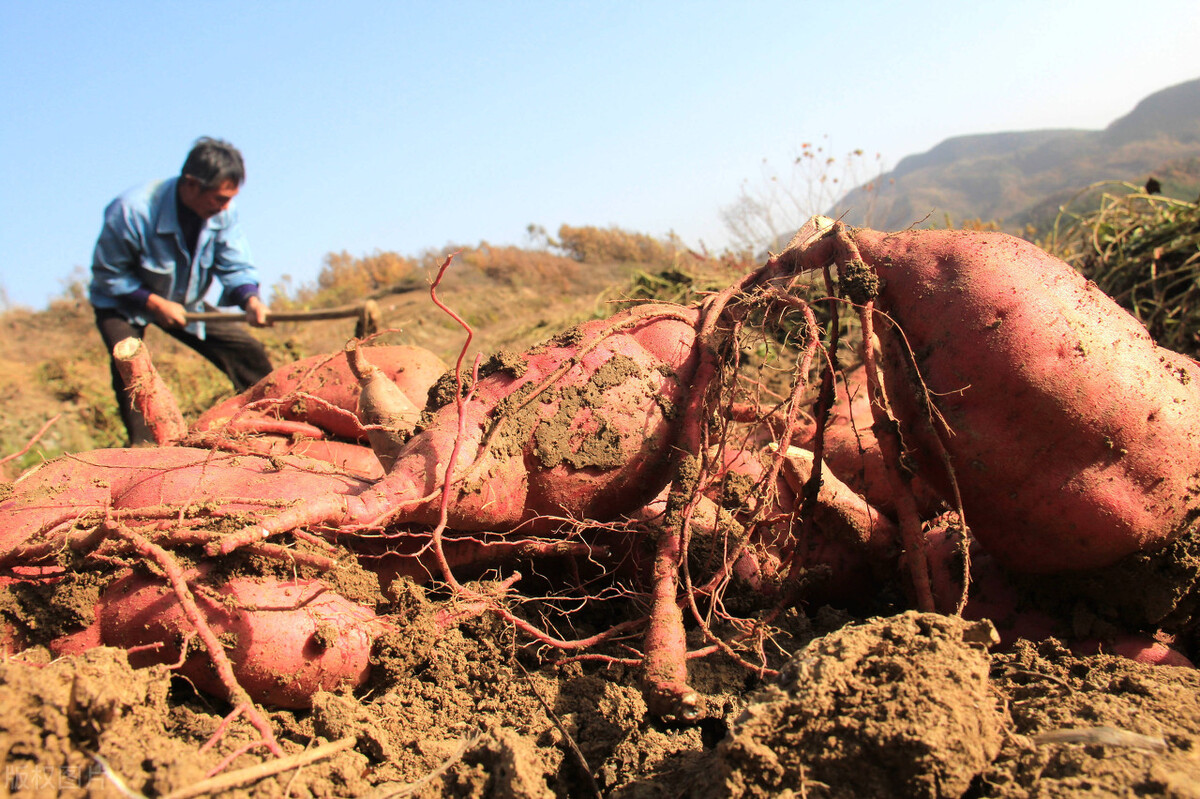 老瓜怎么保存能长久,切开的白瓜怎么保存