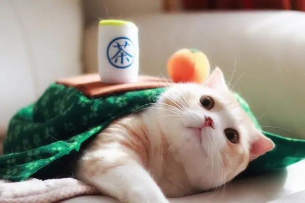 日本人为什么喜欢吃橘子,日本过年为什么吃橘子