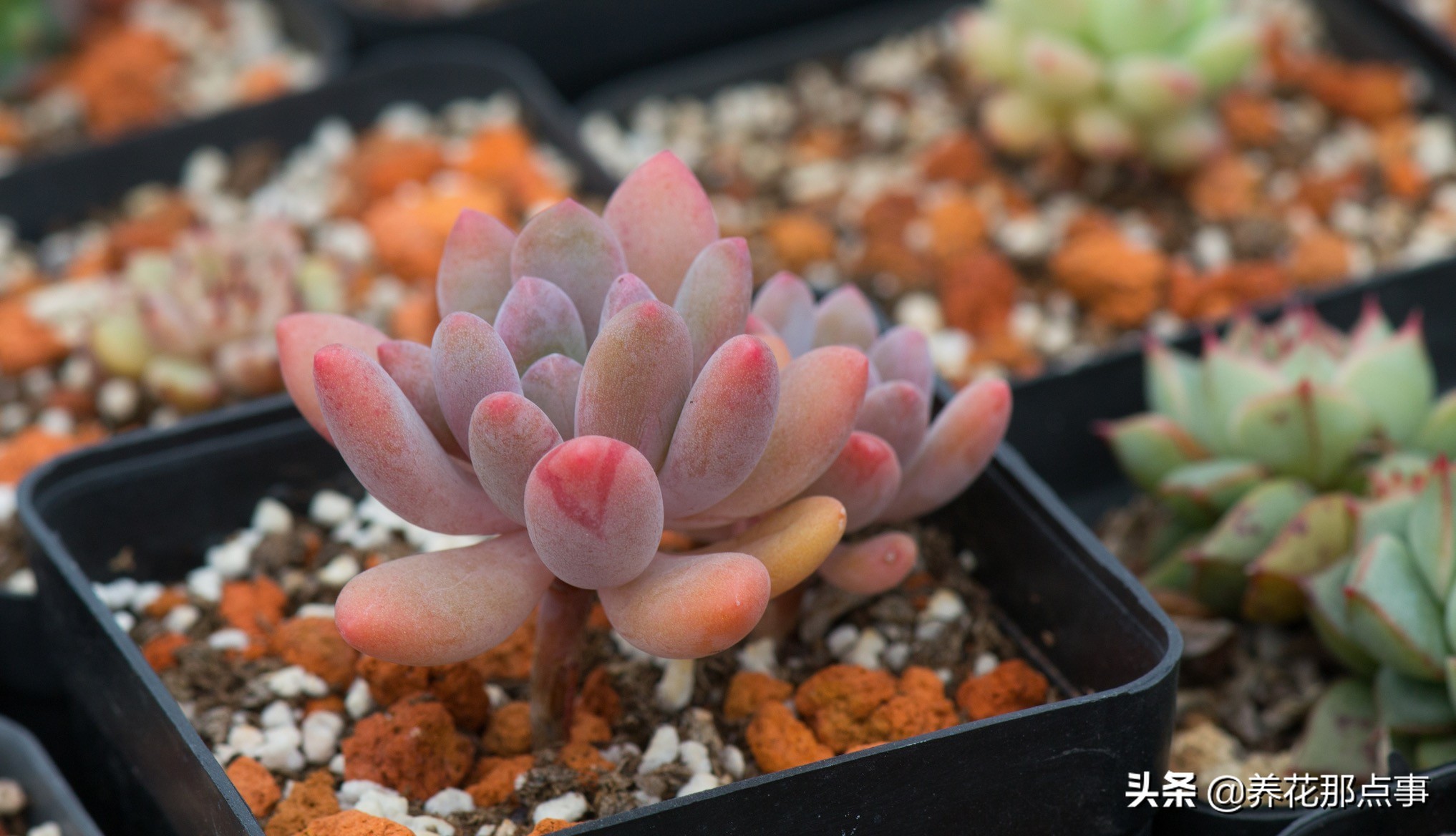 曾经高价多肉,曾经天价的多肉