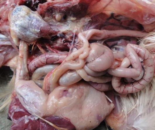 如何诊治鸡的痛风病呢,鸡痛风病怎么引起的