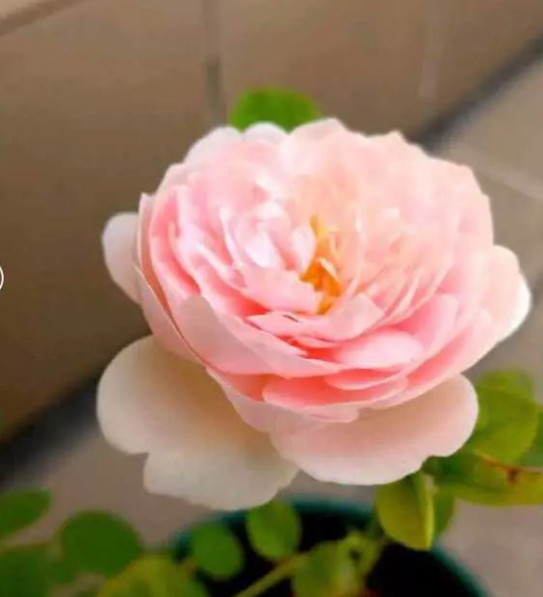 花突然蔫了?你家装修污染可能出问题了!