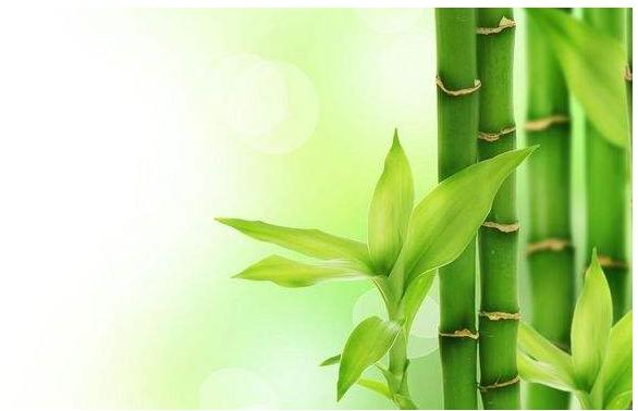 哪种竹子适合做文玩,竹子也能当武器