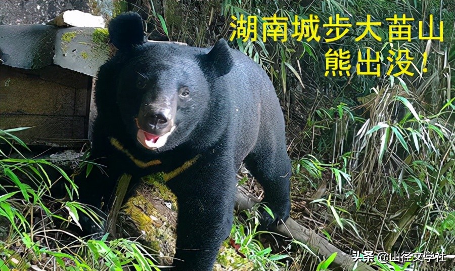 叶飘《锤去病》（山径）