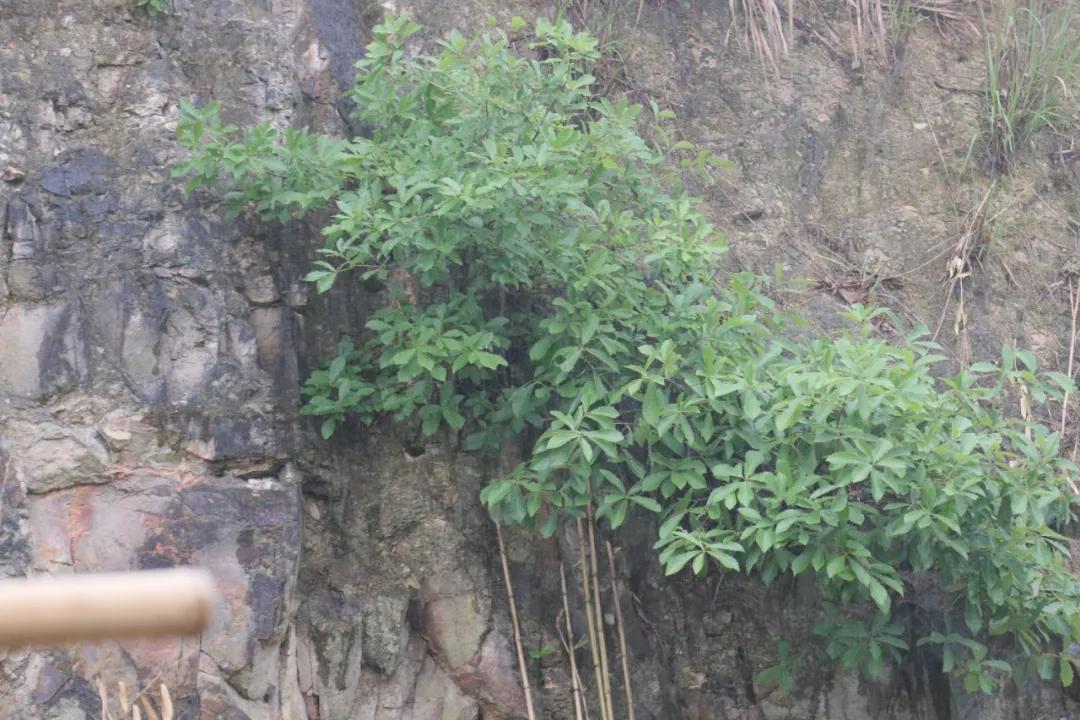 诸暨哪里树莓采摘最好,诸暨摘树莓