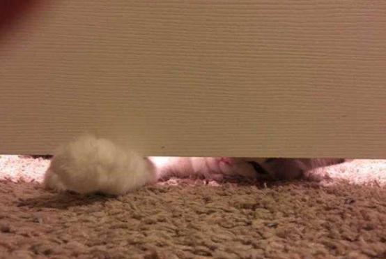 猫咪半夜挠卧室门怎么纠正,不想猫咪上床怎么办