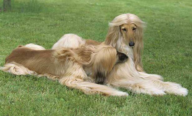 最优雅的狗阿富汗猎犬,阿富汗猎犬各种造型