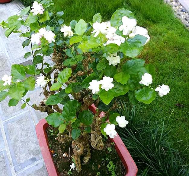 养老桩茉莉花,“半死不活”太愁人?这样去处理,焕发“新生机”