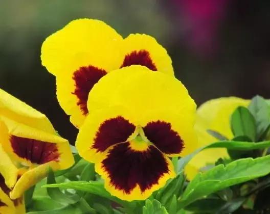 三色堇鬼脸花,三色堇为什么叫鬼脸花