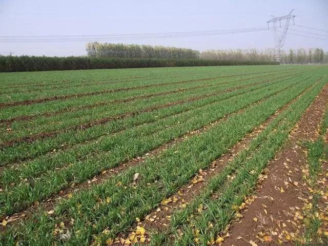 小麦发黄死苗用什么药治疗,小麦发黄有死苗什么原因怎样治