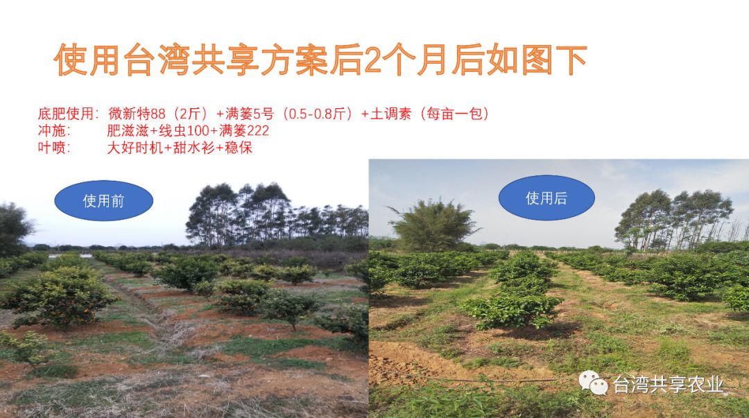 沙糖桔的黄叶病用药,沙糖桔果树黄化病特效药