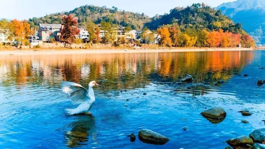 温州银杏哪里最美,温州秋冬的银杏树确实美