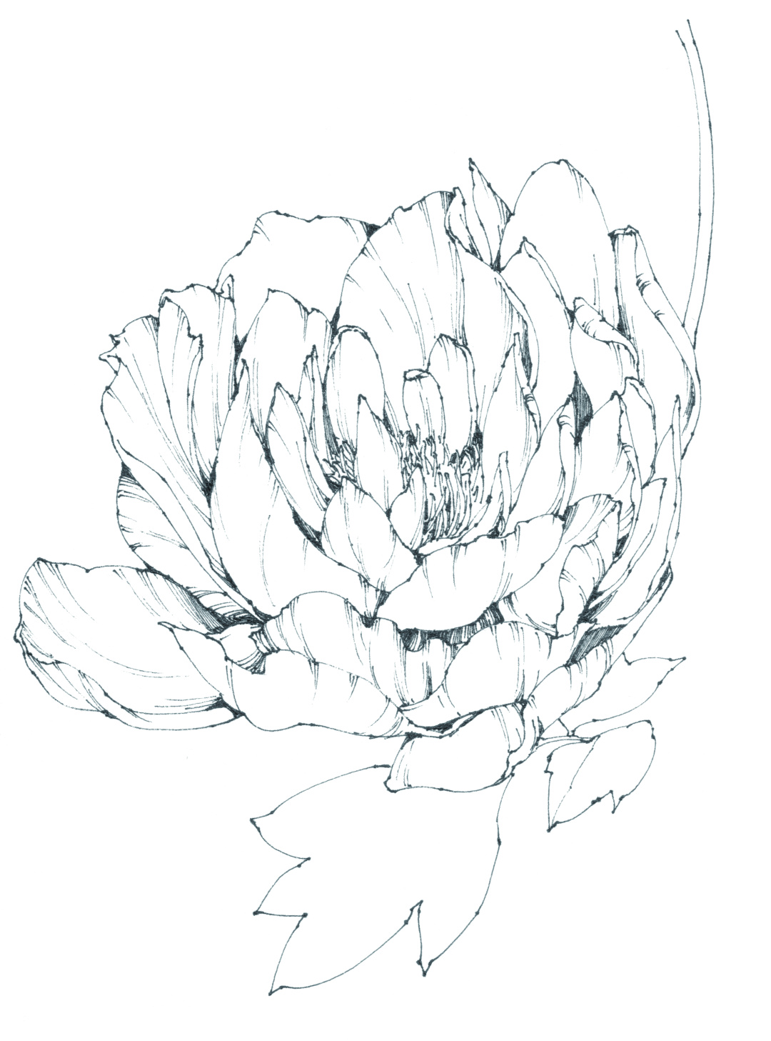 春日写生浪漫樱花,春季樱花写生季