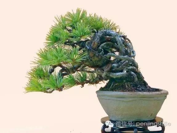 大师级老桩盆景欣赏,精美绝伦的老桩盆景