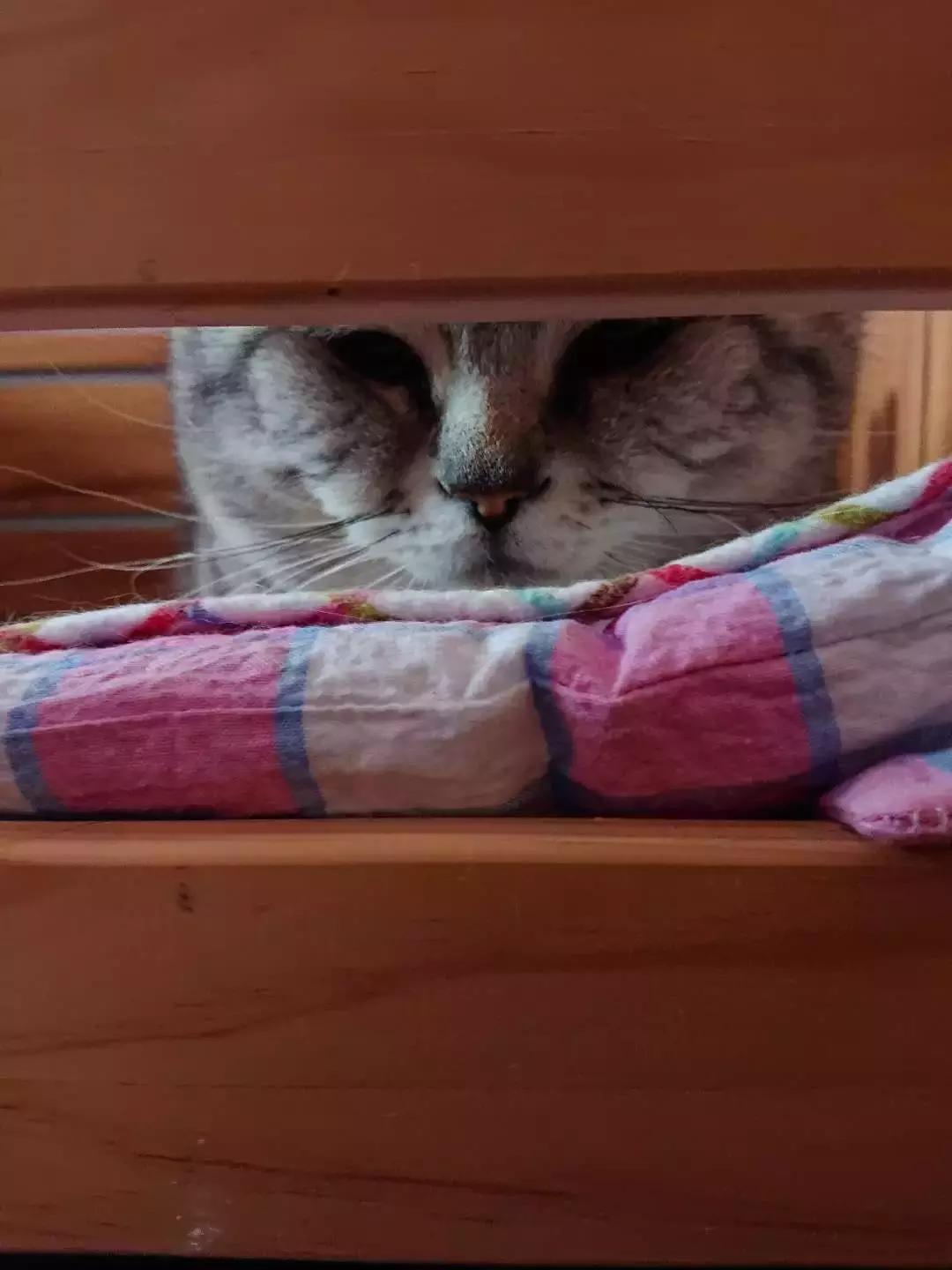 猫咪怪癖,猫咪的100种怪癖