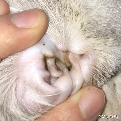 每天15分钟,医生手把手教你做17项猫咪全身检查