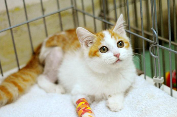 猫咪肺水肿有什么并发症,猫咪突发肺水肿非心源性