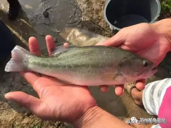 加州鲈啥水温会出问题,高温天气加州鲈生长缓慢原因为何
