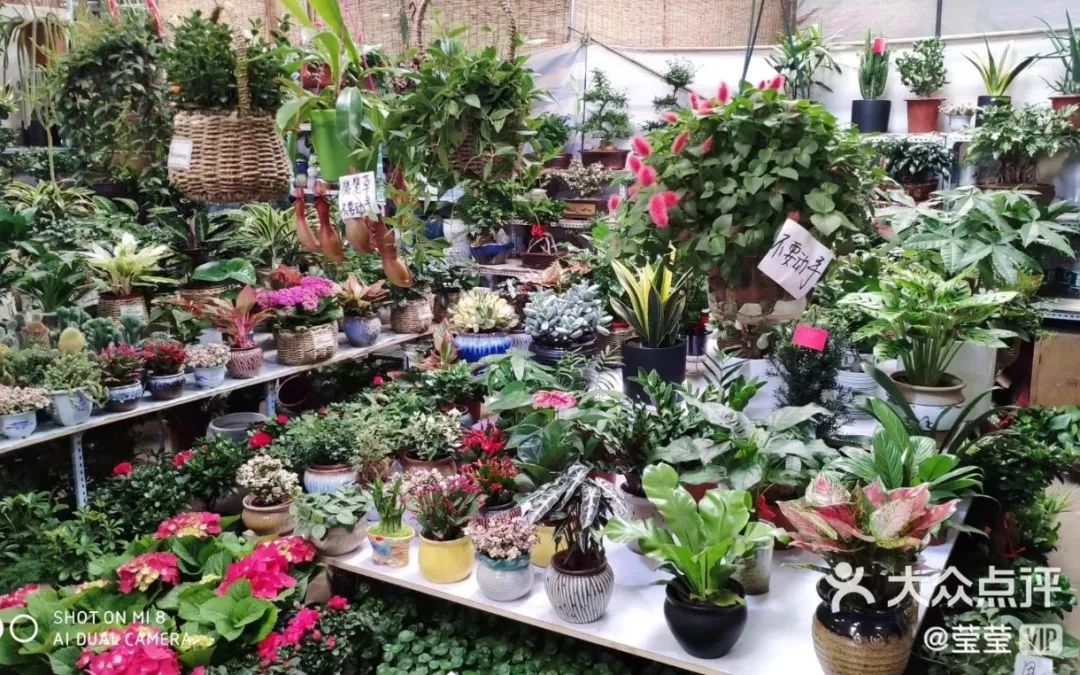 大连买花到哪里,大连网络买花花店