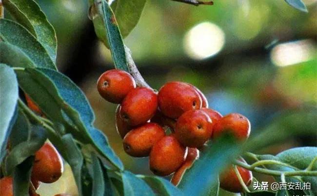 *疆新**十大特产，你都吃过吗？我最喜欢大枣了